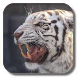 Bengal tiger live wallpaper icon