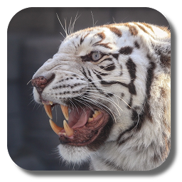 Слика иконе Bengal tiger live wallpaper