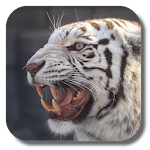 Bengal tiger live wallpaper Apk