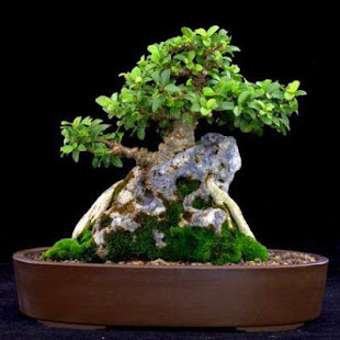 Bonsai Plant Ideas 1.0 APK screenshots 4