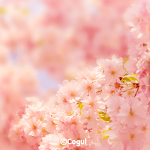 Cover Image of Download 카카오톡 테마 - 봄의 색으로 물들다_핑크벚꽃  APK