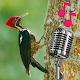woodpecker sounds at night Download on Windows