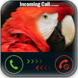 Talking Parrot Calling Prank icon