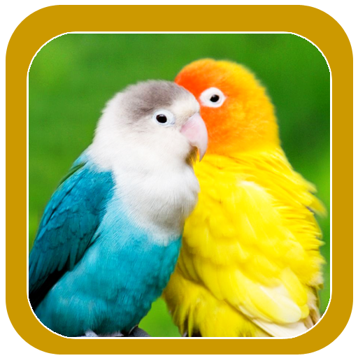 Beautiful Birds Wallpapers logo