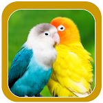 Cover Image of डाउनलोड Beautiful Birds Wallpapers  APK