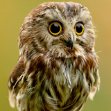 cute owl live wallpaper icon