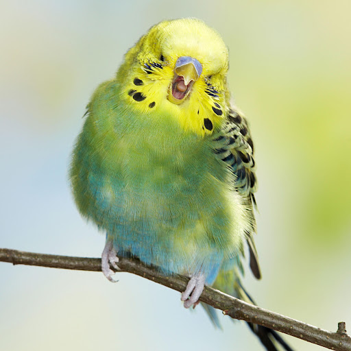 Android application budgie Bird Wallpapers screenshort