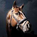 Cover Image of Tải xuống Hình nền ngựa 3.21.horses APK