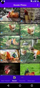 Rooster Photos