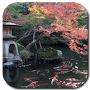 Koi Pond Video Live Wallpaper