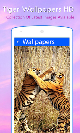 Tiger Wallpapers HD Screen 2