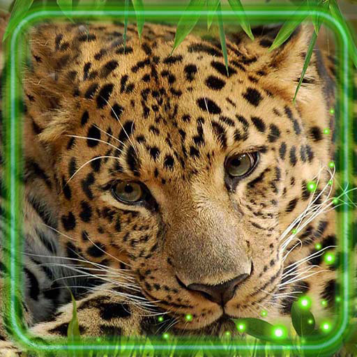 Leopards Live Wallpaper 1.3 Icon