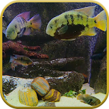 Fish Tank Live Wallpaper icon