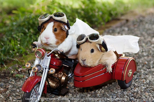 Android application Guinea Pig Lovers : Care screenshort