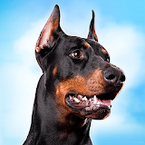 Doberman Dog Simulator icon