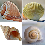 Cover Image of Baixar Shell identifier  APK