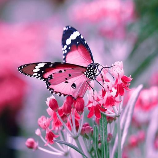 Butterfly wallpaper live