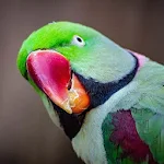 Cover Image of ダウンロード Parrot Sounds - Ringtones & Notification 1.4 APK