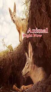 Animal Right Now