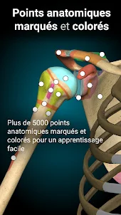 Anatomy Learning - Anatomie 3D