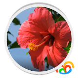 Real Red Flower Live Wallpaper icon