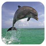 Dolphin 3d. Video Wallpaper icon