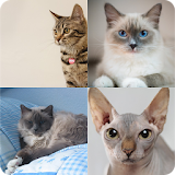 Guess The Cat Breed Quiz icon