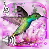 Hummingbirds Sounds LWP icon