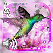 Hummingbirds Sounds Live wallpaper