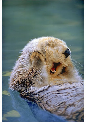 Android application Sea Otter Wallpapers screenshort