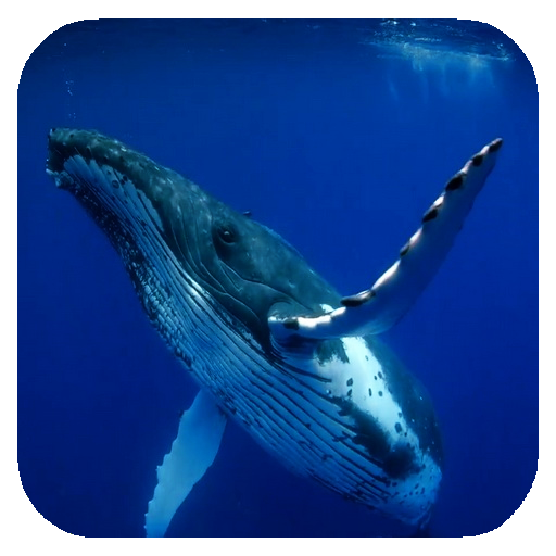 Whale 3D. Video wallpaper