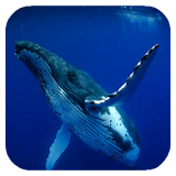 Whale 3D. Video wallpaper icon
