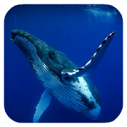 Whale 3D. Video wallpaper  Icon