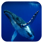 Whale 3D. Video wallpaper Apk