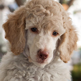 Poodles Jigsaw Puzzle icon