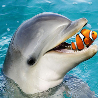 Hungry Dolphin  Dolphin Games