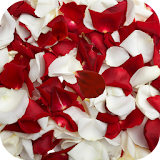 Rose petals Live Wallpaper icon