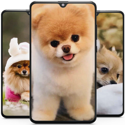 Pomeranian Dog Wallpaper HD Windows에서 다운로드