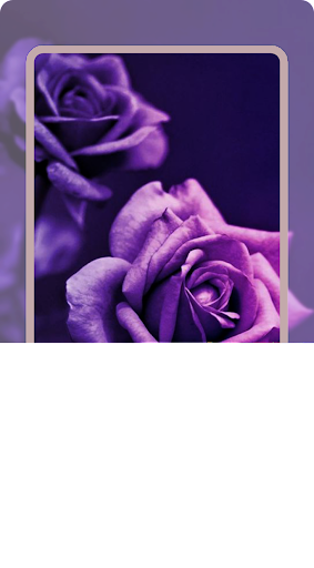 Purple Flower Wallpaper
