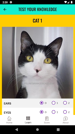 Feline Grimace Scale Screen 3