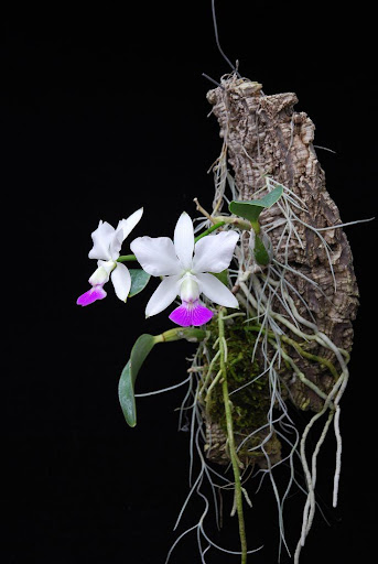 Screenshot of Orchid Garden