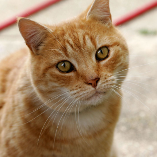 Cat Soundboard logo