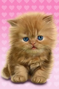 赤ちゃん猫 かわいいライブ壁紙 Androidアプリ Applion