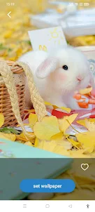 Cute Rabbit Wallpaper