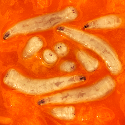 「Key important fruit fly larvae」圖示圖片