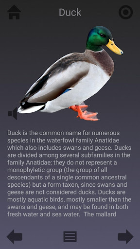 Screenshot of Animalia