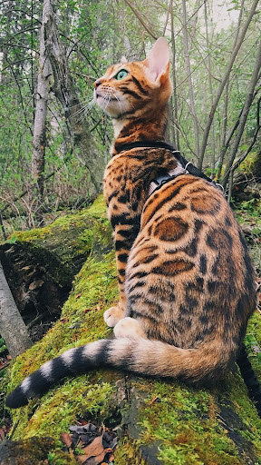 Exotic Cat Wallpapers Screenshot