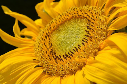 Captura de Pantalla 15 Flores amarillas fondos de pan android