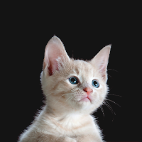 Cat Wallpaper – Free Cute Kitten Wallpapers