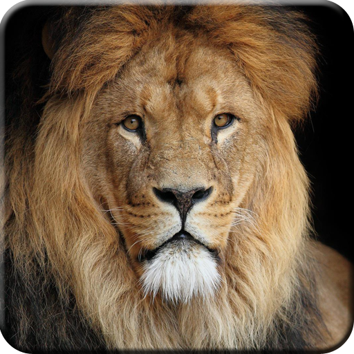 Lion Wallpapers logo